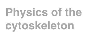 Physics of the cytoskeleton